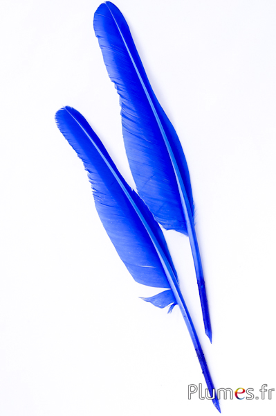 Cygne écriture - 33-36 cm - bleu